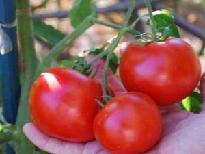 Tomato Doll: kenmerken en teelttechnologie