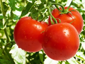 Tomato Lakomka: variety description and cultivation rules