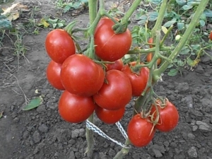 Tomato Lev Tolstoy F1: variety description and cultivation rules