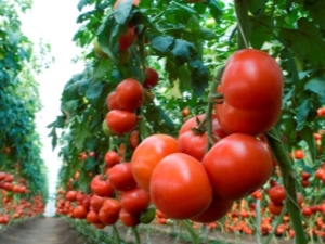 Tomato Machitos F1: characteristics and growing rules