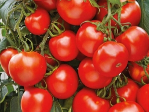 Tomaten Maryina grove F1: kenmerken en opbrengst van het ras