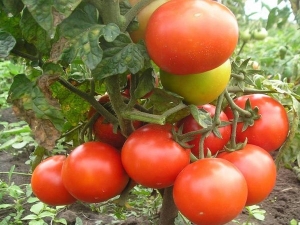 Mongolian dwarf tomato: variety description and growing process