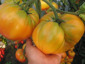 Tomato Orange giant: characteristics and description of the variety