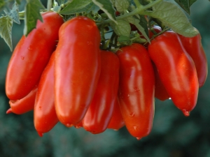 Tomate pimiento: variedades y reglas de cultivo.