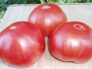 Tomato Paradise Delight: yield and planting rules