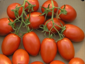 Tomate Roma : quelle est sa particularité et comment la cultiver ?