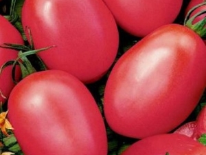 Pink flamingo tomato: variety description, yield and cultivation 