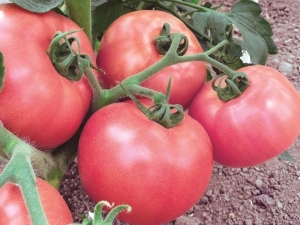 Miel rose de tomate: description de la variété et règles de culture