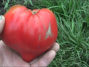 Tomato Sugar Bison: voordelen en kenmerken van planten