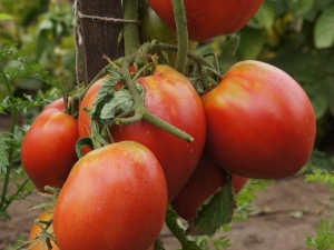 Sevruga-tomaat: beschrijving, planten en verzorgen