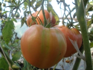 Tomato Hat Monomakh: rasbeschrijving en teeltregels