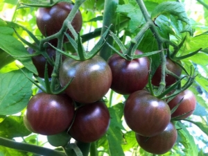 Chocolate tomato: description, varieties and subtleties of cultivation