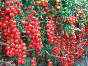 Pomidor Sweet Cherry: charakterystyka i uprawa odmiany 