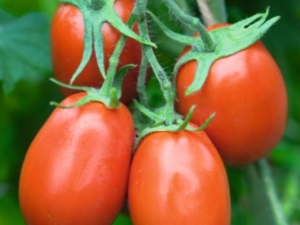 Tomate Torquay F1 : caractéristiques et description de la variété