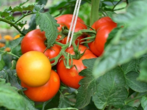 Tomato Verlioka: description of the variety and tips on agricultural technology