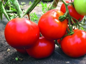 Tomaten Big Mommy: beschrijving van de variëteit en subtiliteit van de teelt