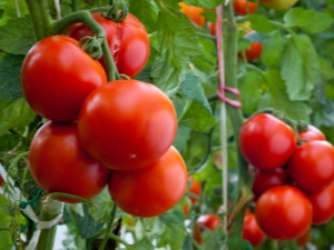 Tomaten Evpator: kenmerken van de variëteit en de subtiliteiten van fokken