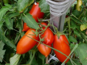 Tomaten Koenigsberg: beschrijving van de variëteit en subtiliteiten van de teelt