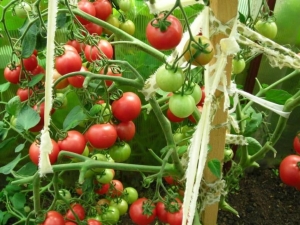 Mazarin-tomaten: kenmerken en kenmerken van de teelt