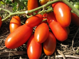 Rocket tomatoes: description, cultivation and yield