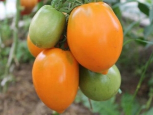 Southern tan tomaten: kenmerken, opbrengst en teelt