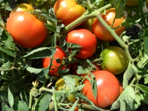 Tomates Titan: caractéristiques et description de la variété