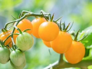 Tomaten Gele kers: kenmerken van het ras en de subtiliteiten van de teelt