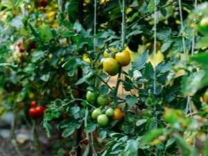 Subtleties and important nuances of pinching tomatoes