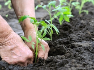 Subtiliteiten van het verplanten van tomaten