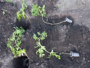 De subtiliteiten van het planten van overwoekerde tomatenzaailingen