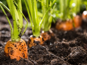 Las sutilezas del proceso de preparación de camas para zanahorias en primavera. 