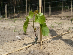 De subtiliteiten van het proces van het planten van druivenzaailingen in de lente