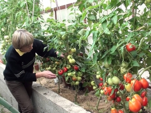 De subtiliteiten van het telen van tomaten Ochtenddauw