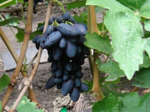 Grapes Academician: features of the variety and cultivation