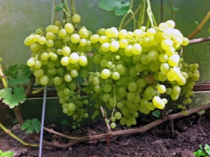 Grapes Alyoshenkin gift: characteristics and agricultural technology of the variety