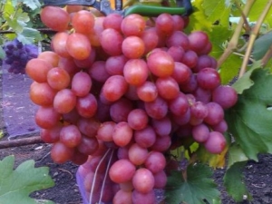 Anyuta grapes: description of the variety and subtleties of cultivation 