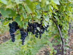 Marquette grapes: features of the variety and cultivation