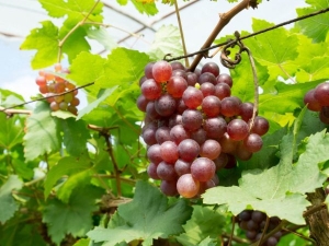 Grapes Minsk pink: variety characteristics and care