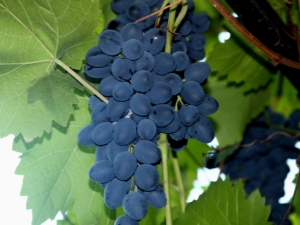 Grapes Moldova: rules for planting and care