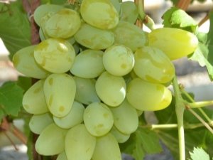 Monarch grapes: characteristics and cultivation of varieties