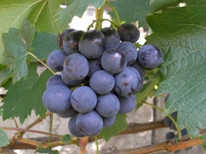 Muromets grapes: variety characteristics and cultivation