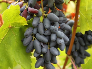 Grapes of the Memory of Negrul: characteristics and care