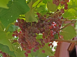 Grapes Relines Pink Sidlis: variety description and cultivation