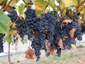 Grapes Strashensky: description of the variety and its features