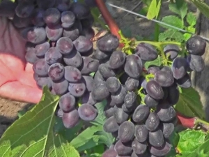 Jupiter grapes: variety description and cultivation features