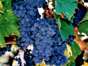 Choosing the best frost-resistant grape varieties