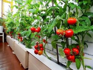 Cultivo de tomates en el balcón.