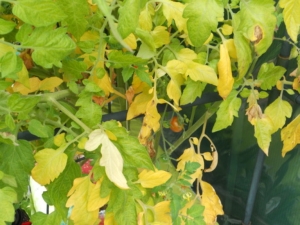 Tomatenbladeren worden geel: waarom gebeurt dit en hoe ermee om te gaan?