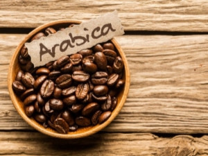 Arabica: omadused ja näpunäited valimiseks