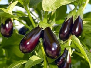 Aubergines in een kas van polycarbonaat: planten en verzorgen 